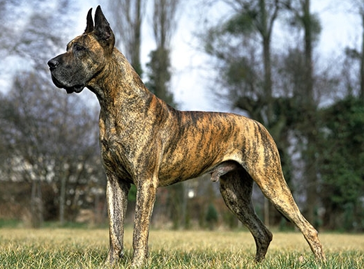great dane website