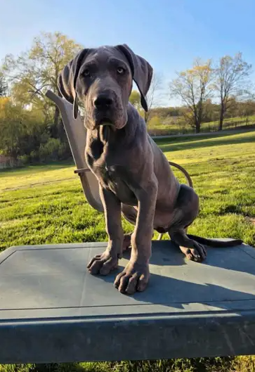 kijiji great dane puppies
