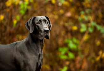 great danes of the ozarks