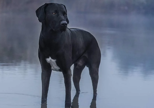 lab x great dane