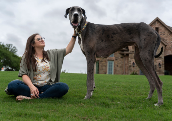 largest great dane in the world
