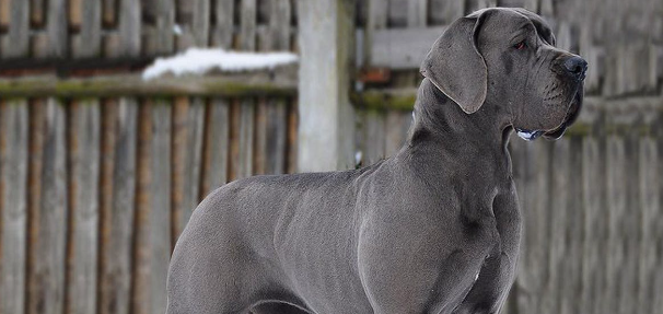 neapolitan great dane