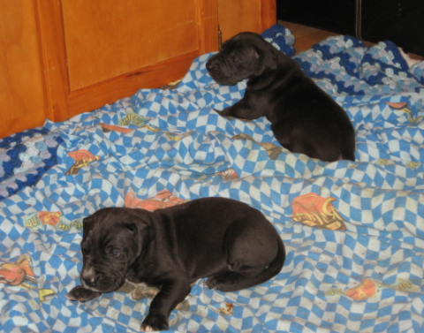 new born great dane