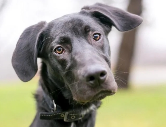 great dane lab