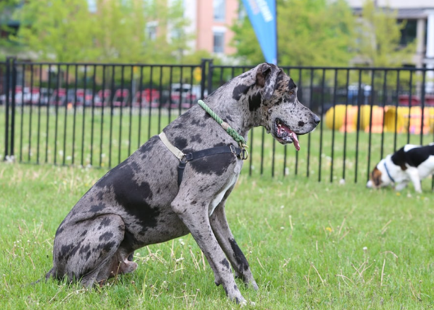 grey brindle great dane