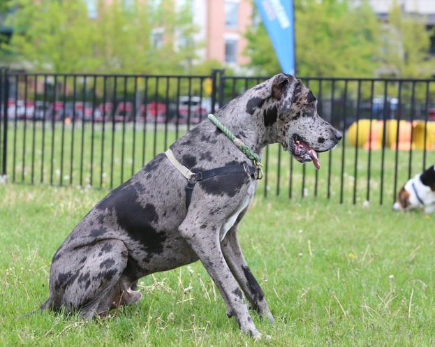 great dane spotted grey