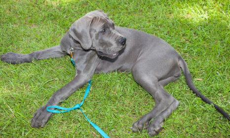 hairless great dane