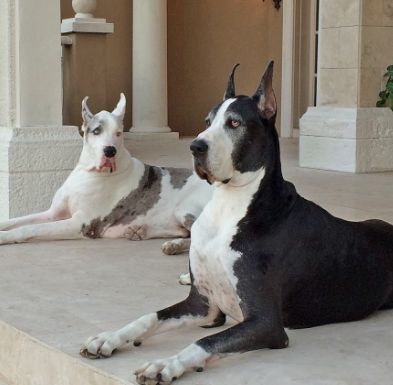 max and katie great danes