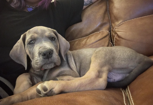 lilac tan point great dane