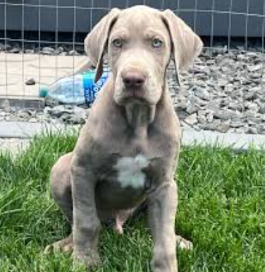lilac great dane price