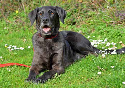 labradane puppies