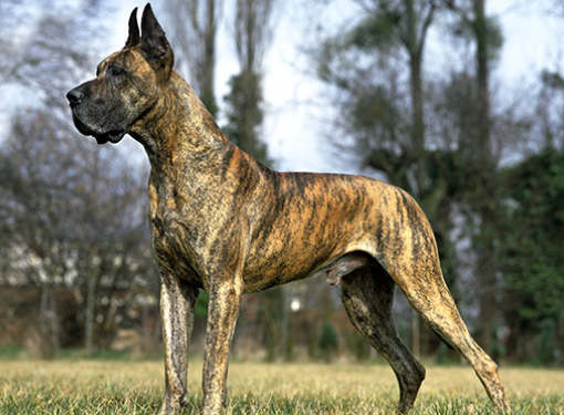 king dane dog