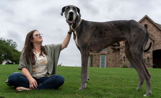 heaviest great dane