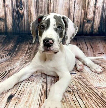 harlequin puppy