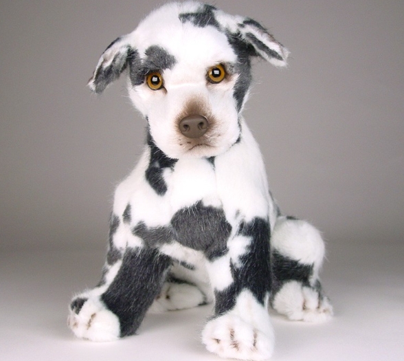 great dane teddy