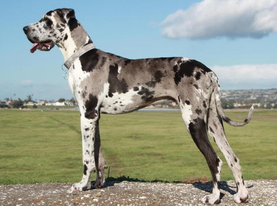 harlequin great dane dog