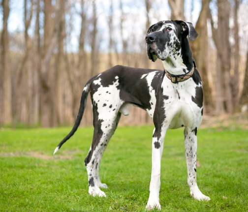 harlequin dane dog