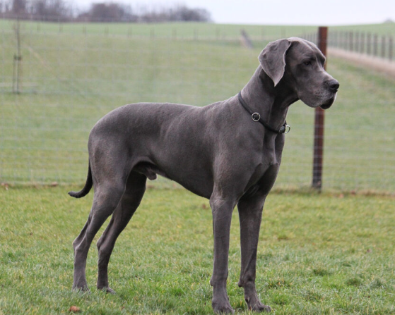 grey great dane price