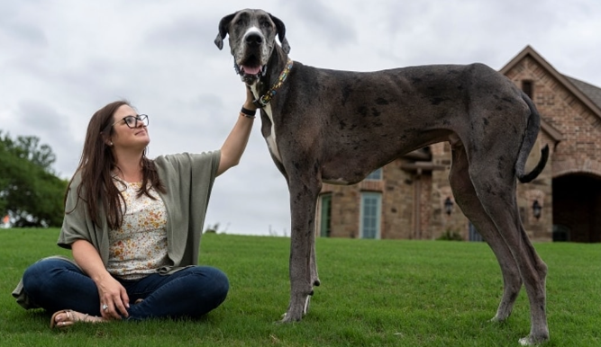 great dane zeus