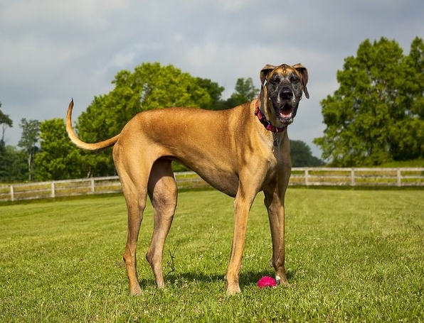 great dane types