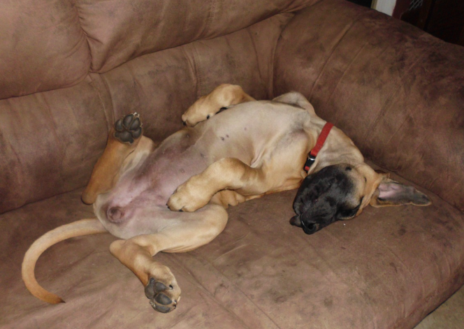 honi vale great danes