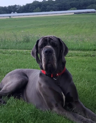 great danes of flat rock