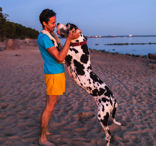 kernel the great dane