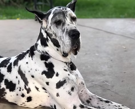 knightyme danes