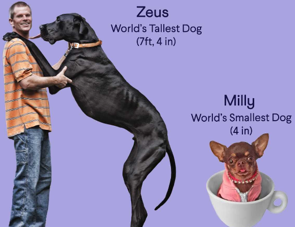 largest great dane
