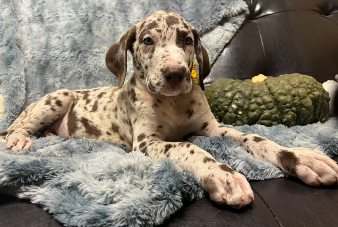 marble great dane
