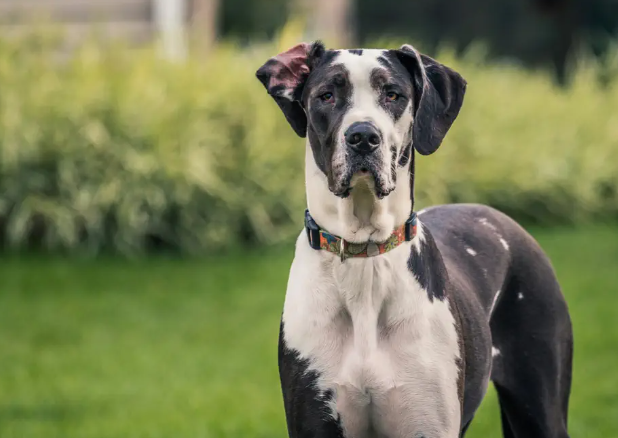 my great dane