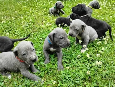 great dane kijiji