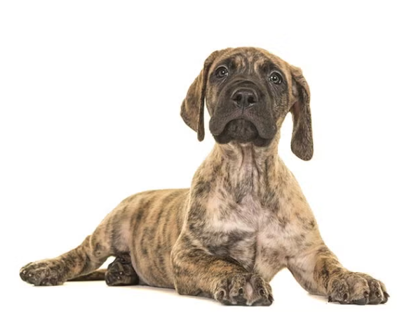 greden dog puppy