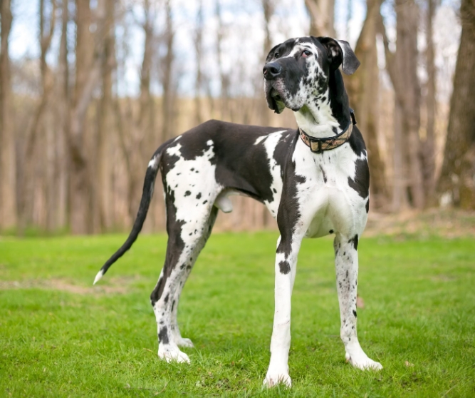 great dane shop