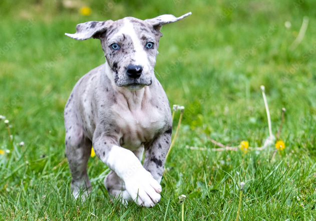 hairless great dane