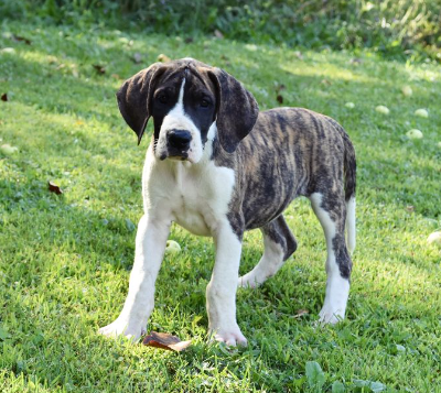 mantle great dane puppies
