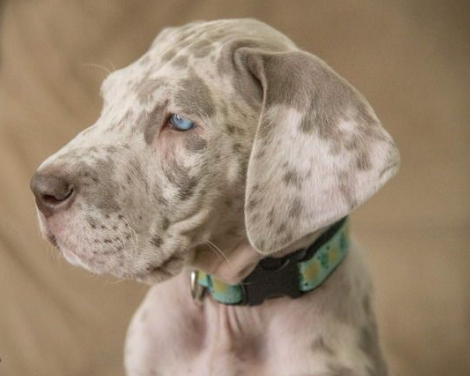 lilac merle great dane