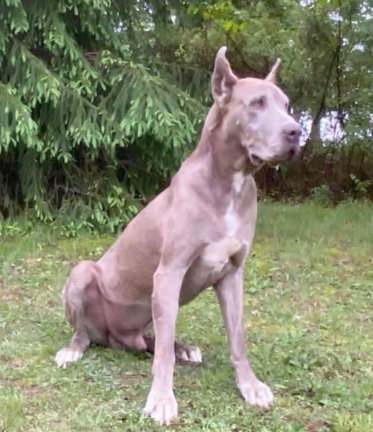 lilac great dane