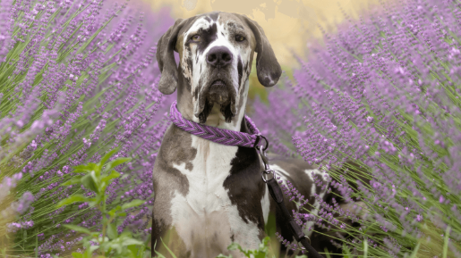 lavender great dane