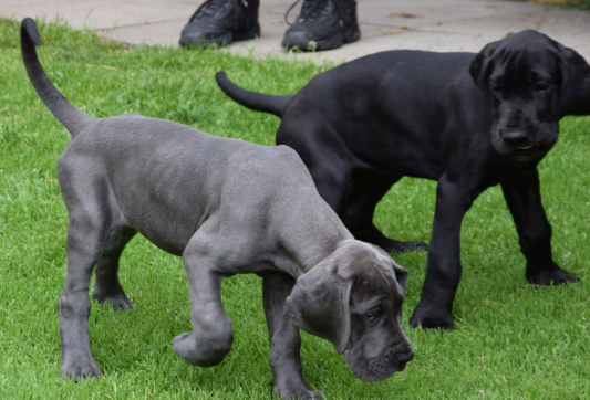 labradane price