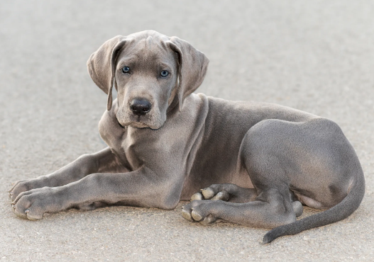 kilworth great danes