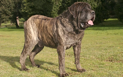 heaviest dog in the world 2022