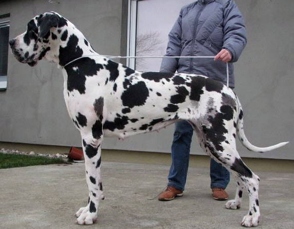 harley quinn great dane dog