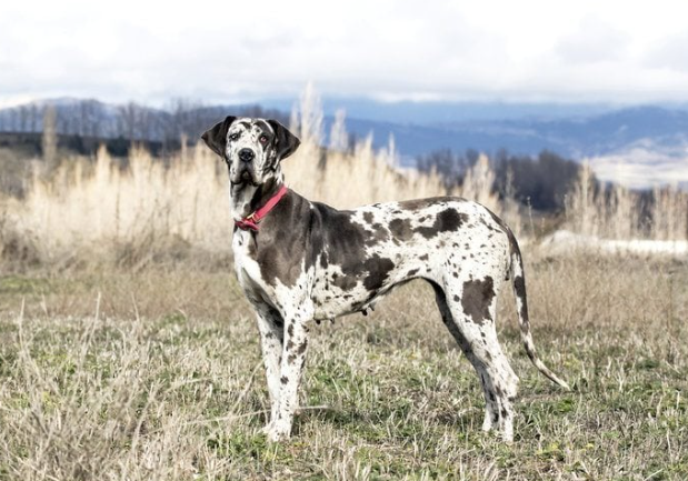 harlequin great dane cost