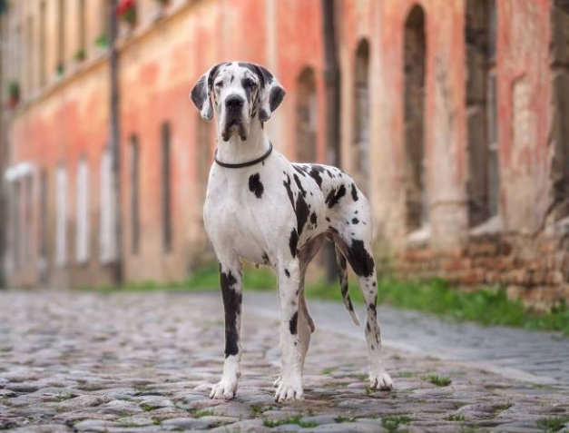 great dane spotted