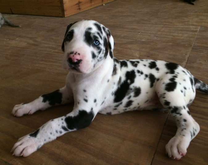 harlequin merle