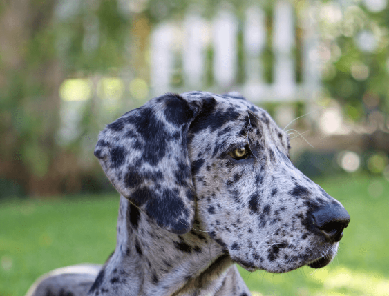 grey merle great dane