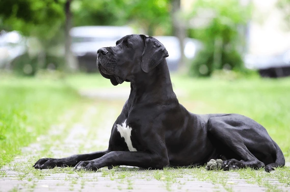 greden dog black