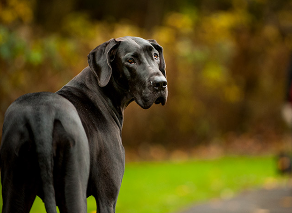 great dane years to human years