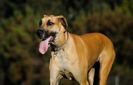 great dane tan